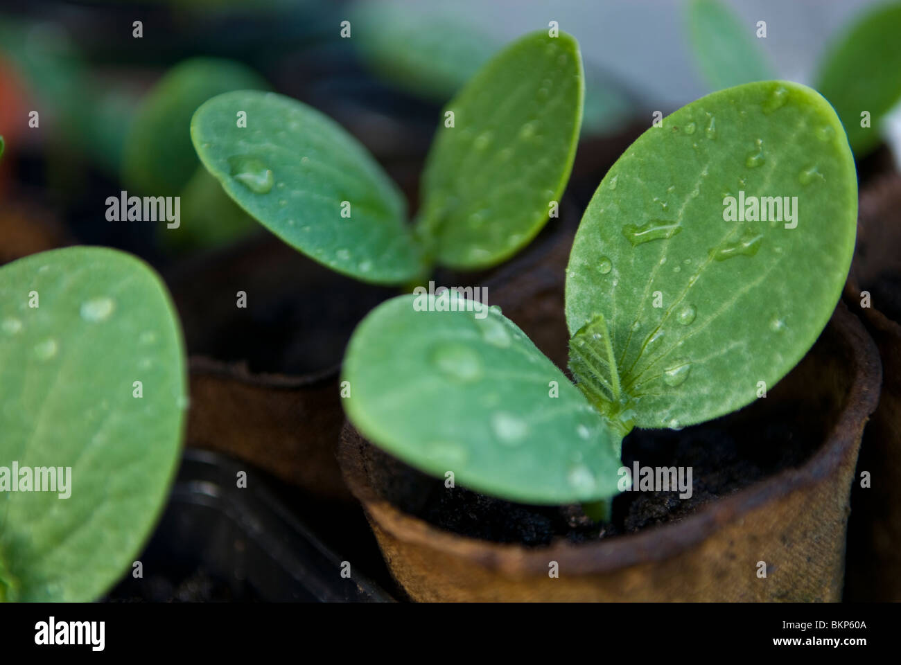 Cucumber seedlings hi-res stock photography and images - Alamy
