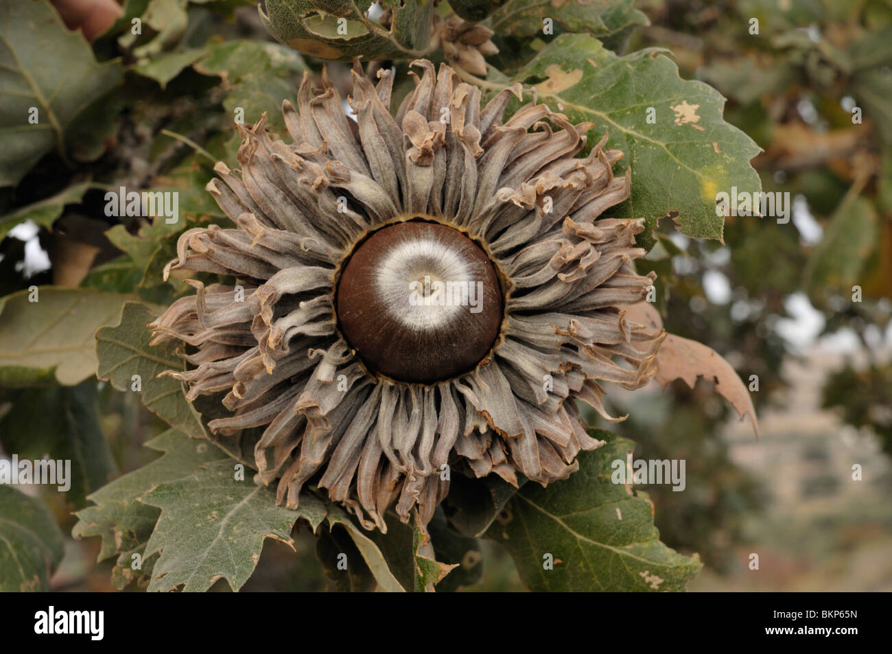 een eikel van de moseik ; an  acorn of turkey  oak Stock Photo