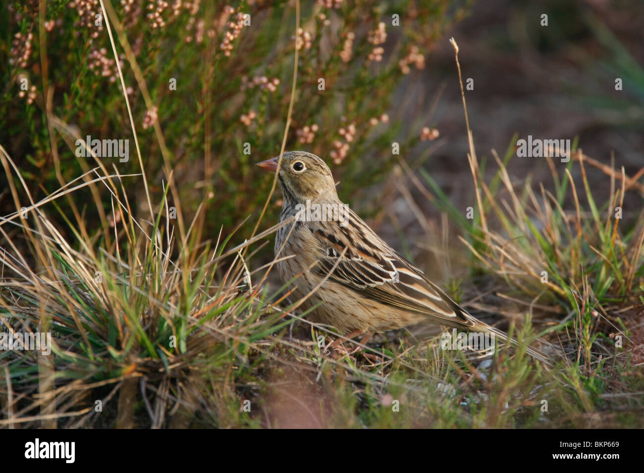 Ortolaan eerstejaars vogel in heideterrein; Ortolan bunting first year in heathland Stock Photo