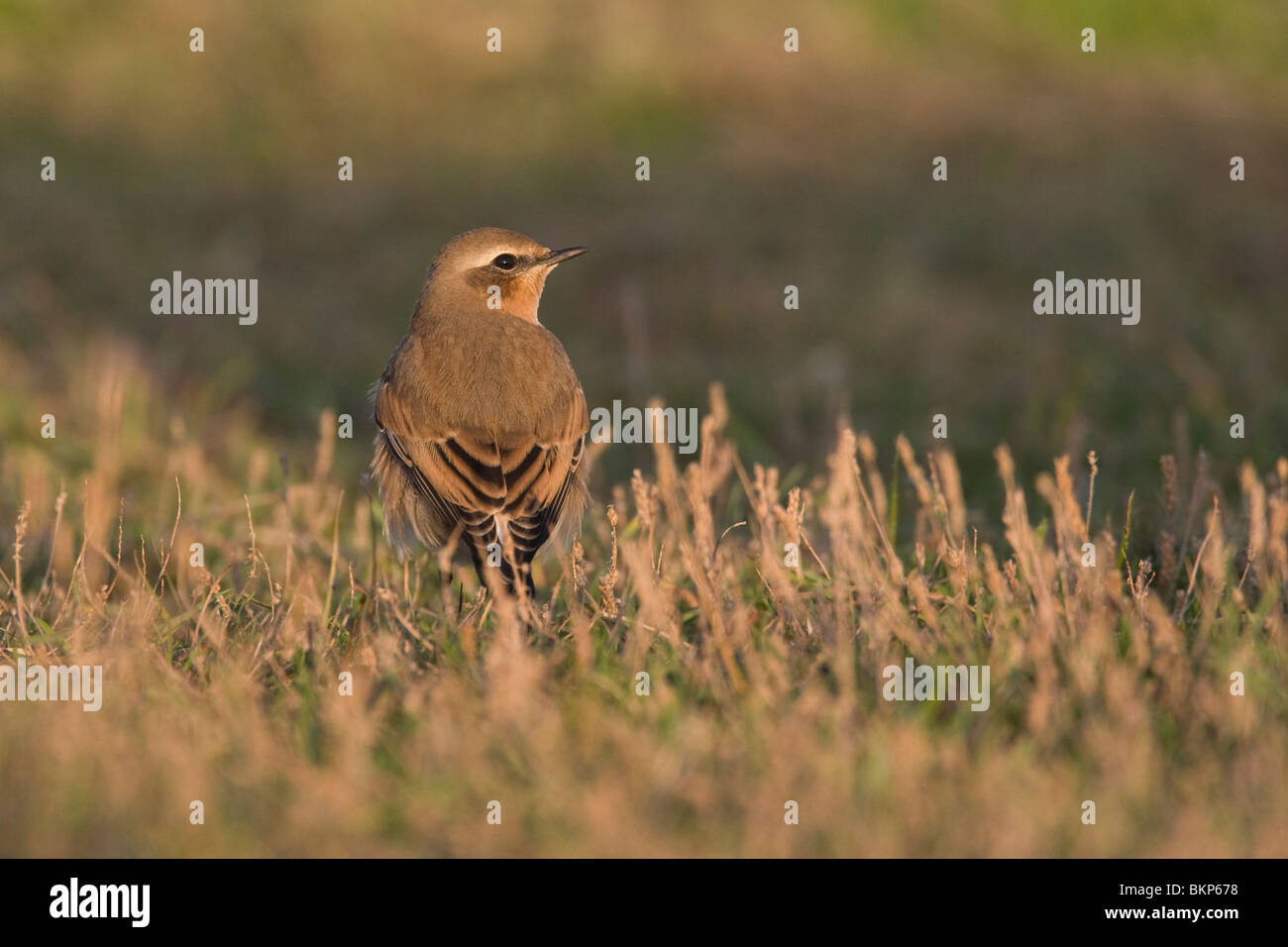 Tapuit op rug kijkend in avondlicht; Wheatear looking on the back in late daylight Stock Photo