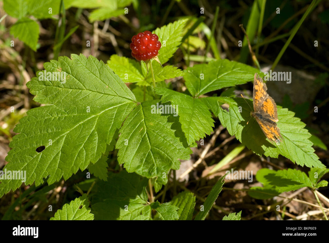 Een dwarf raspberry in het bos hires stock photography and images Alamy