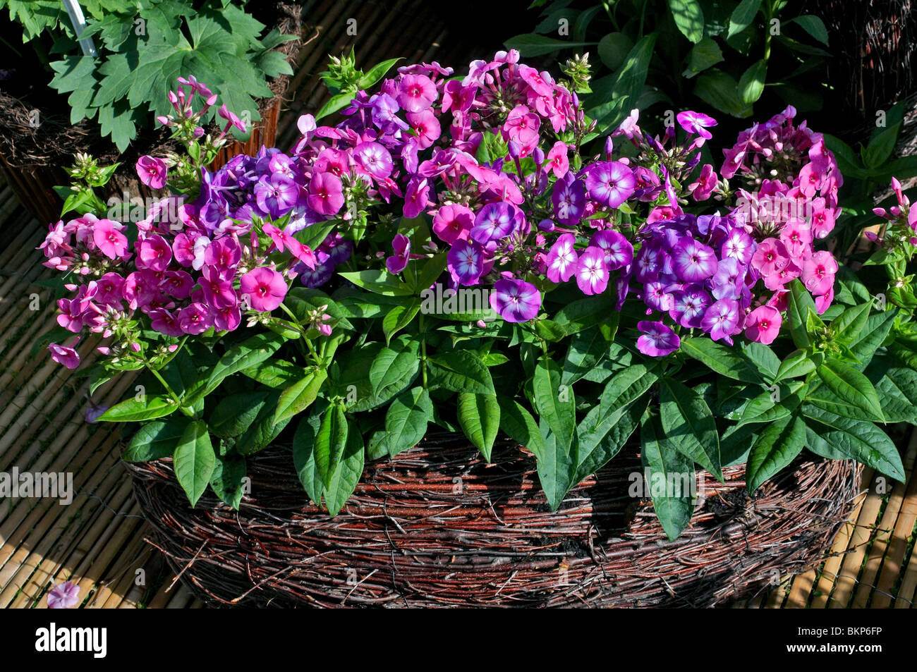 Decorative planting of Phlox in a woven basket Stock Photo