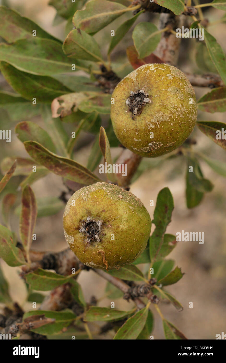 wild pear fruits Stock Photo