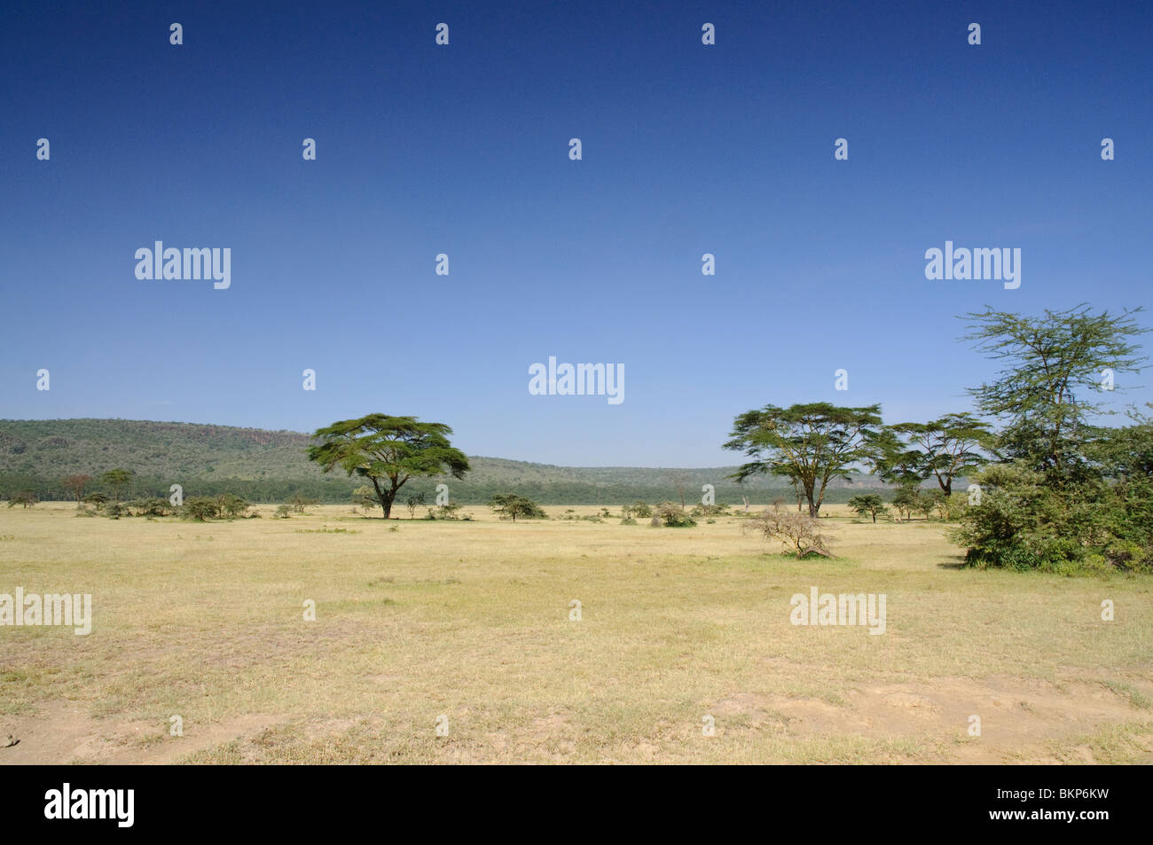 Savannah landscape in Lake Nakuru National park, Kenya Stock Photo