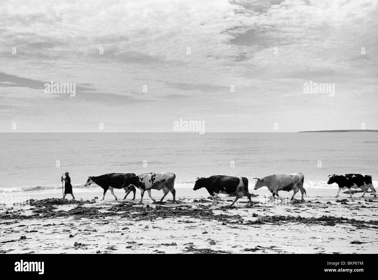 A woman walks her cattle home from grazing land behind Ladeira beach near Corrubedo and Ribeira in Galicia, Spain Stock Photo