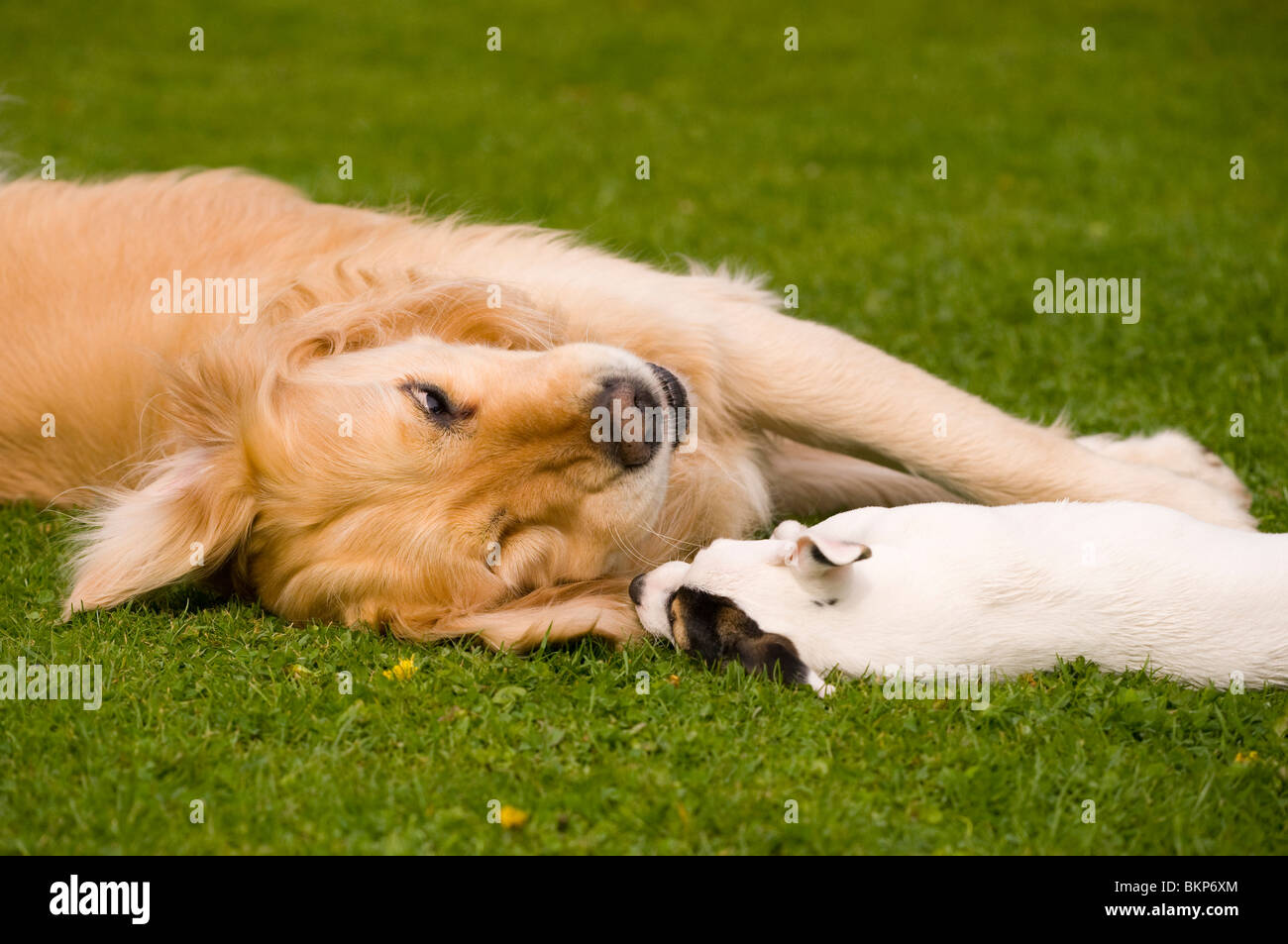 A Golden Retriever playing with his small pocket Jack Russell terrier