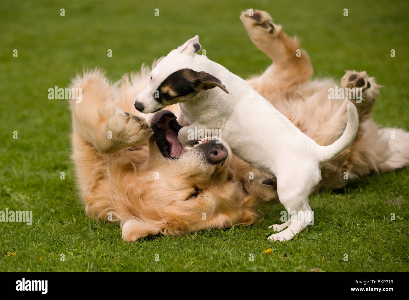 Pocket jack russell terrier dog hi-res stock photography and ...