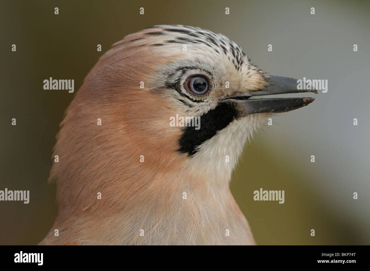 Headshot of a Jay Stock Photo