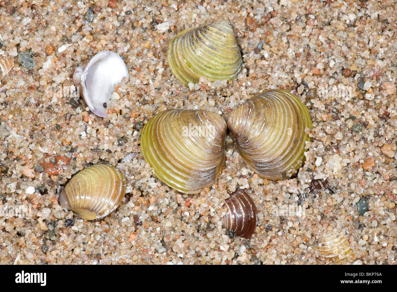 Foto van een aantal aziatische korfmossels  aangespoeld op een strandje langs de Waal; photo of a Asian Clam washed up on a beach along the river de Waal Stock Photo