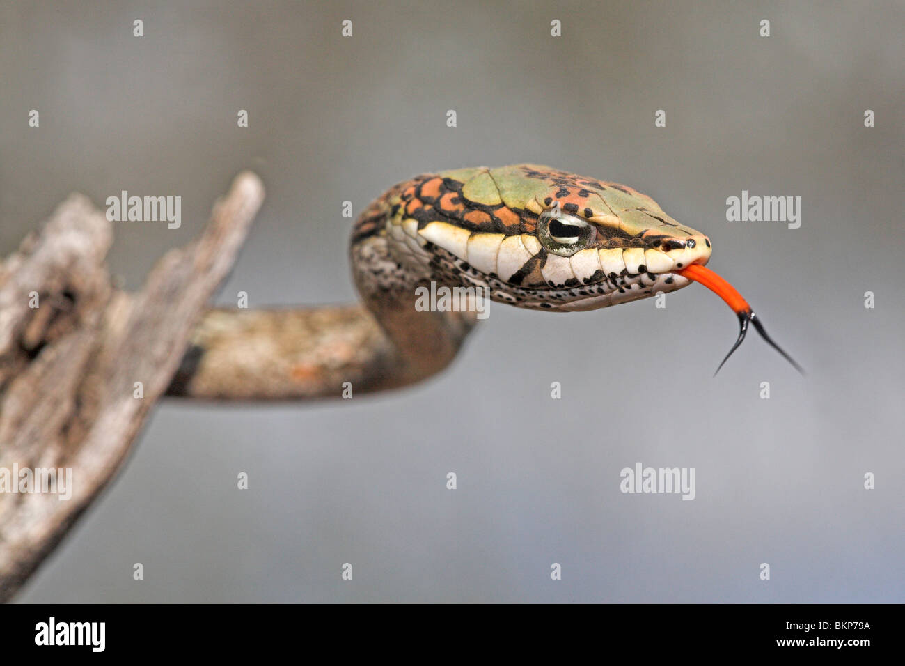 Portrait of the beautiful coloured but deadly twigsnake that sticks out its bright red tongue Stock Photo