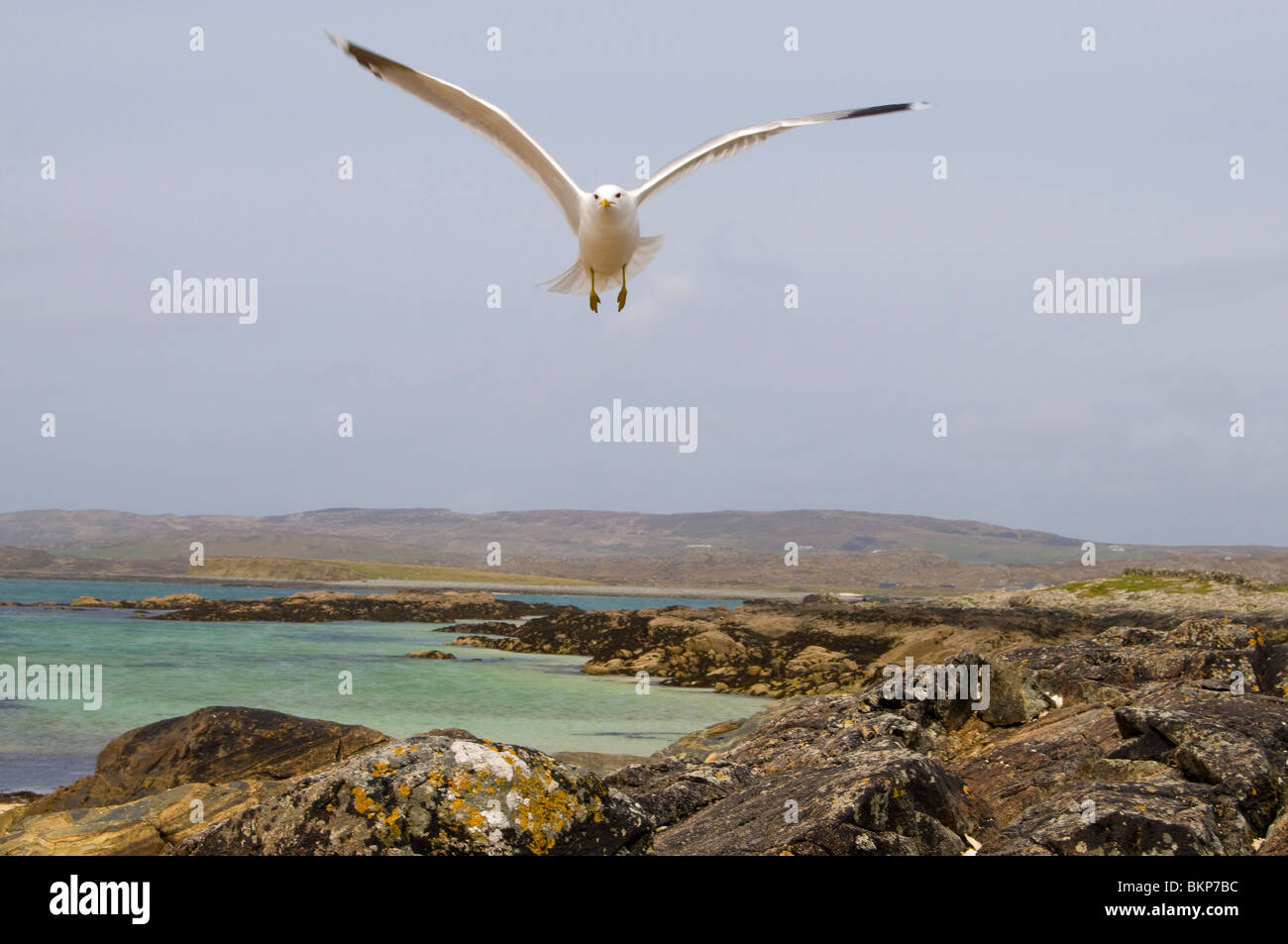 seagull mouette Stock Photo