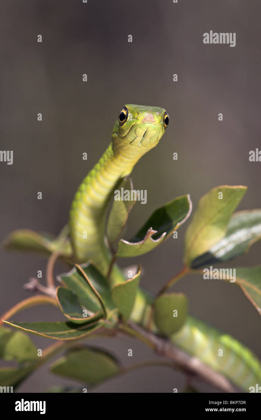 portrait of a Natal Green Snake in a tree with green leaves against a dark grey background Stock Photo