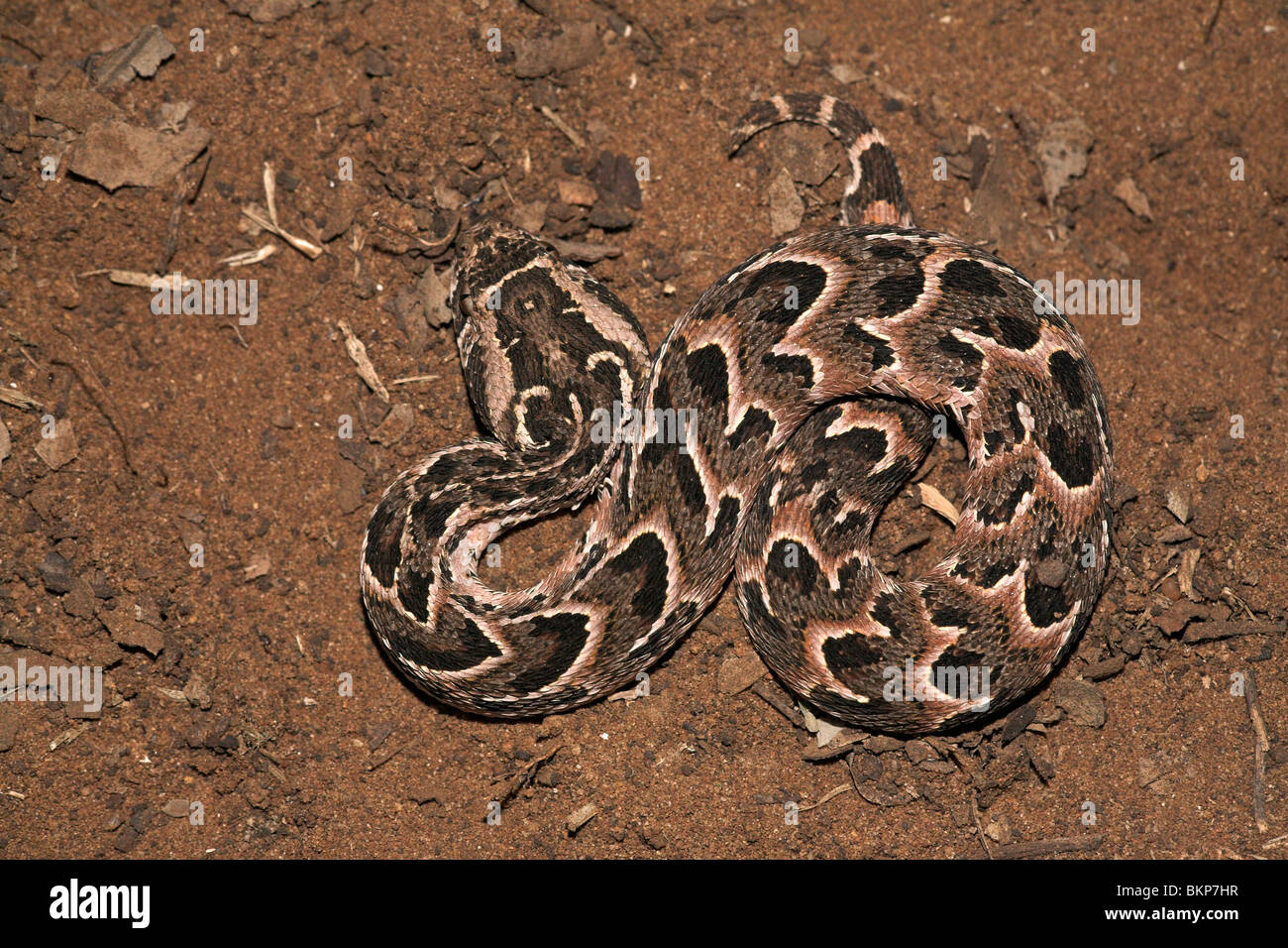 photo of a highly venomous puff adder, the puff adder is responsible for the most deadly snake bites in Africa every year (partly due to its large distribution!); Stock Photo