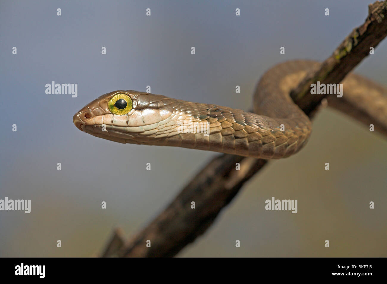 Boomslang hires stock photography and images Alamy