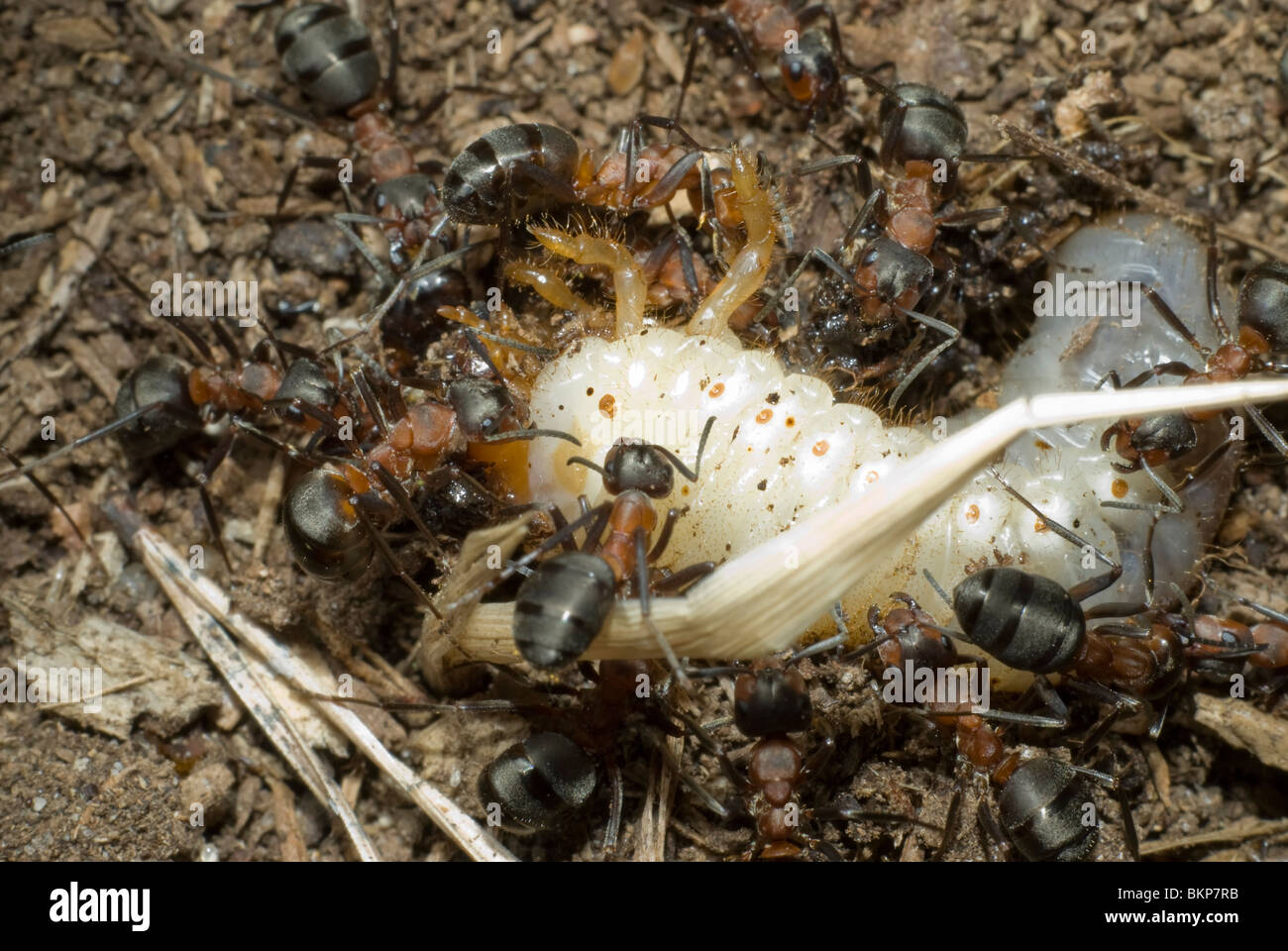 Ants killing the grub Stock Photo Alamy