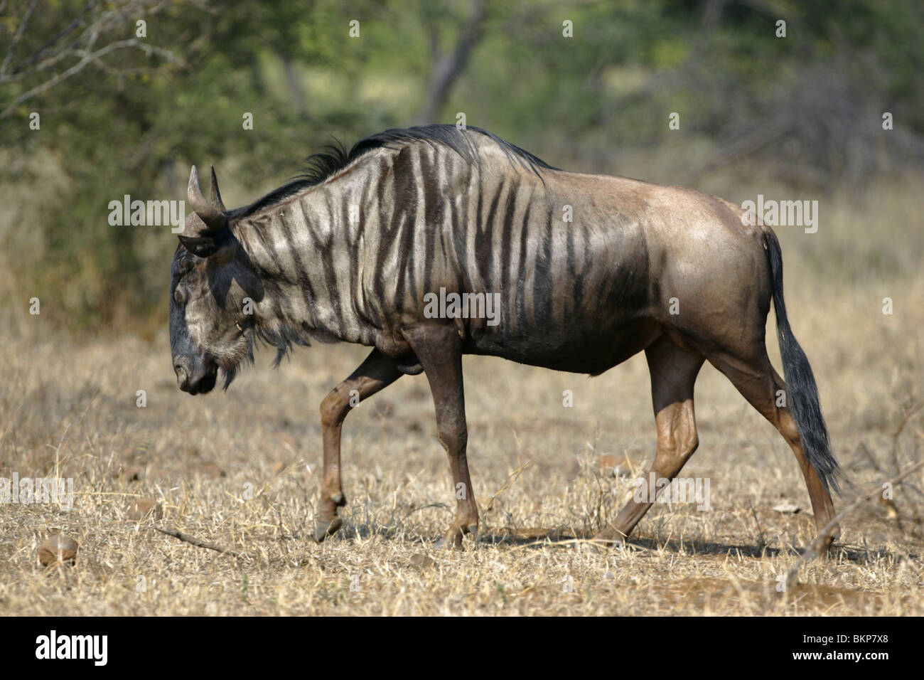 Blue, Wildebeest, Kruger, Park, South Africa Stock Photo