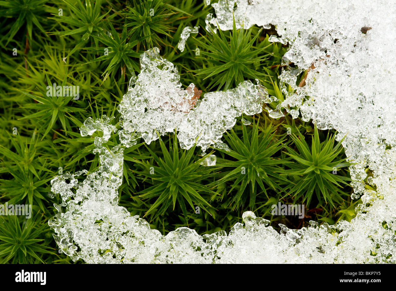 Bank Haircap Moss and snow Stock Photo