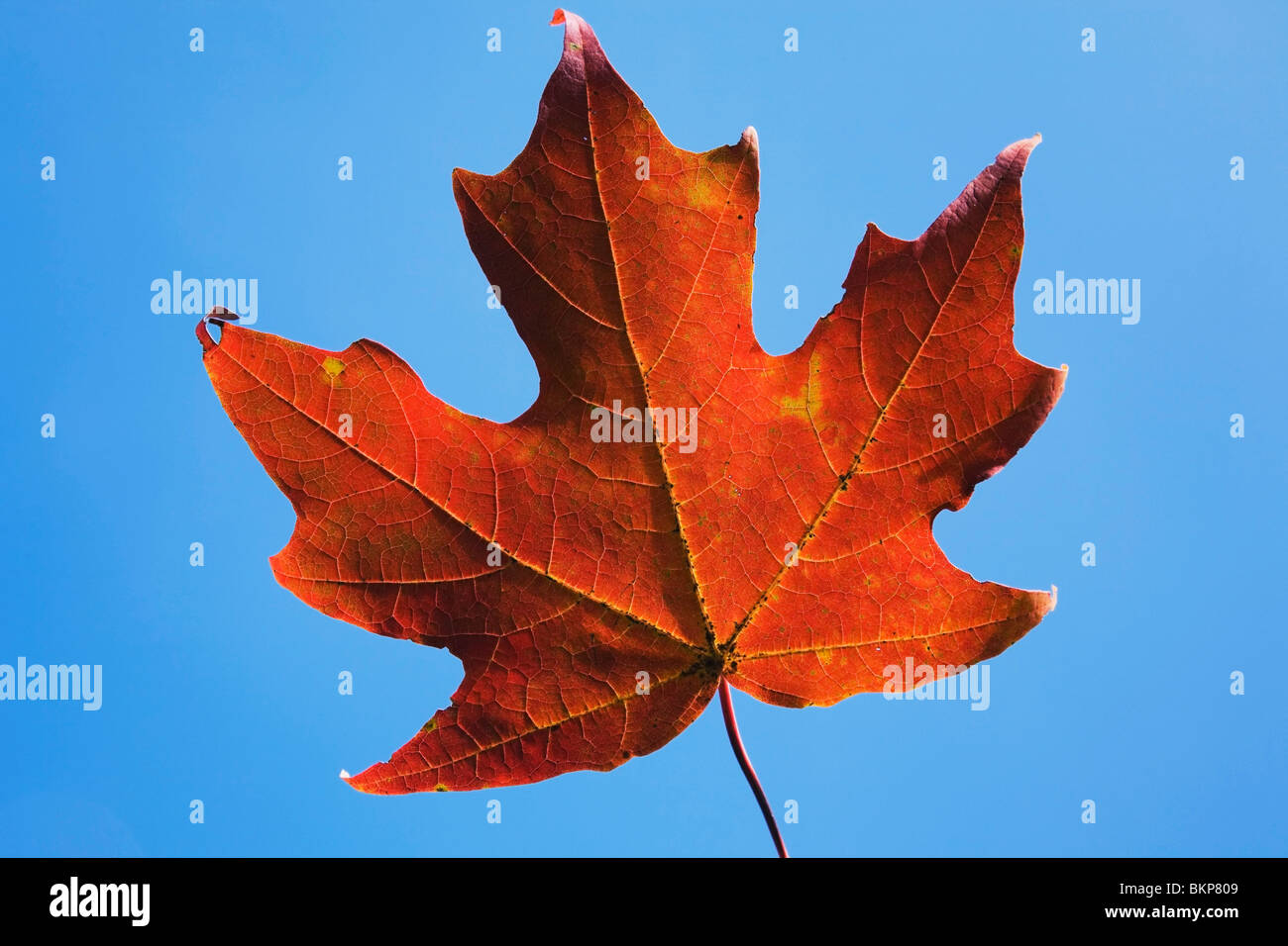 Quebec Maple Leaf - Montreal Quebec Canada Orange Maple Leaf Against A Blue Sky Stock Photo Alamy
