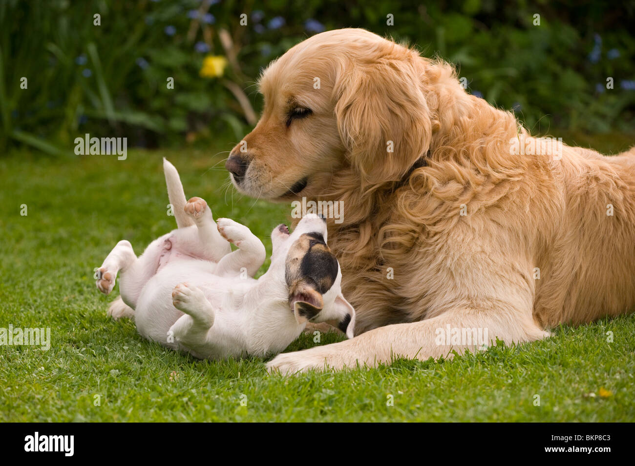 golden jack retriever