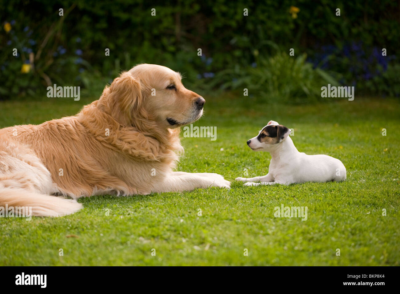 Golden retriever with pocket Jack Russell Stock Photo: 29378584 ...