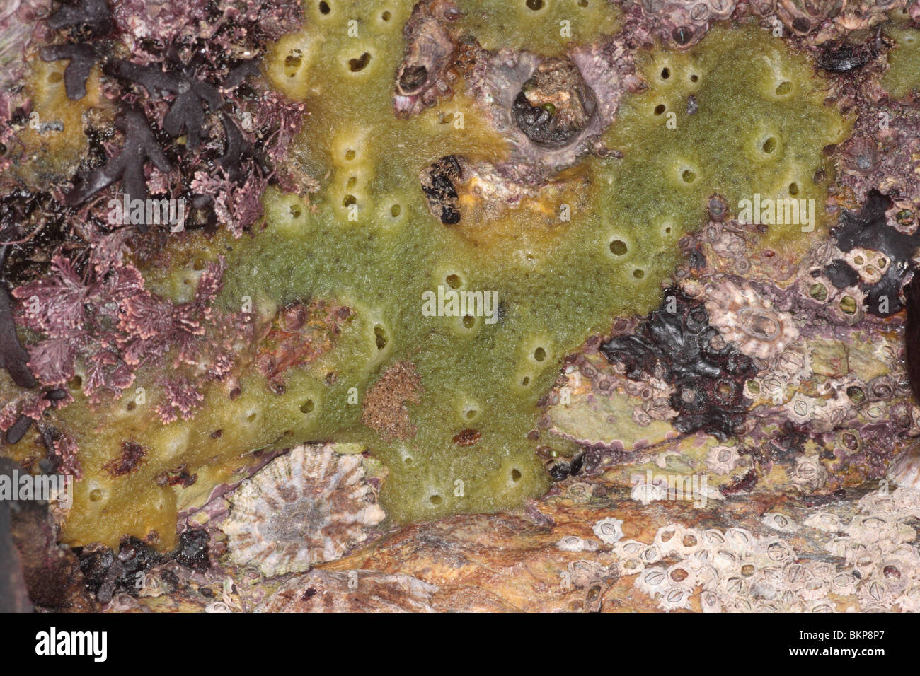 Bread crumb sponge, Halichondria panicea. On rocks shore , Cornwall. October. Stock Photo