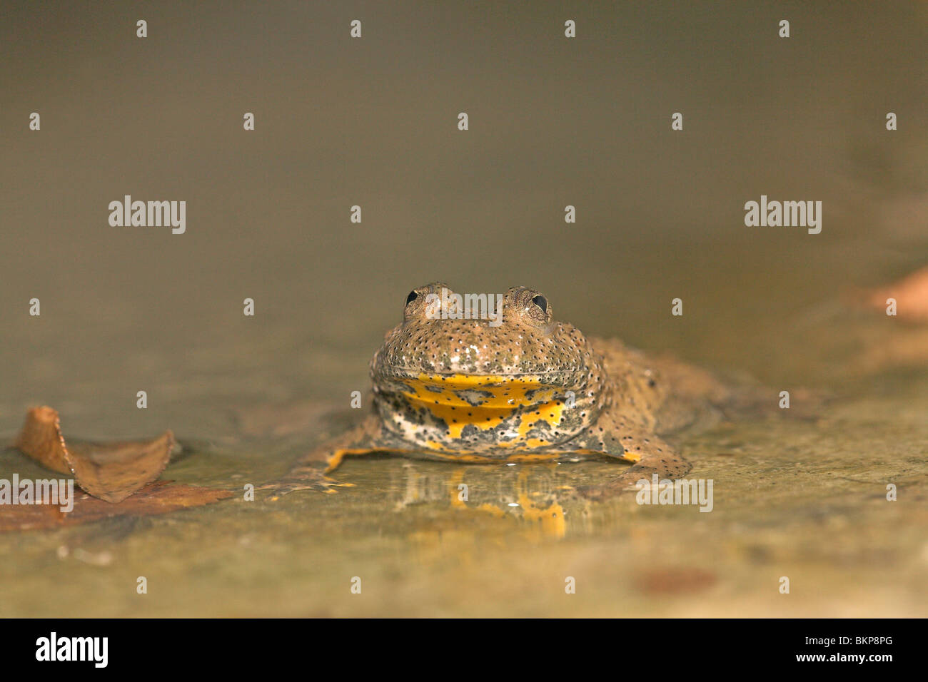 photo of a yellow-bellied toad in an shallow rock pool Stock Photo