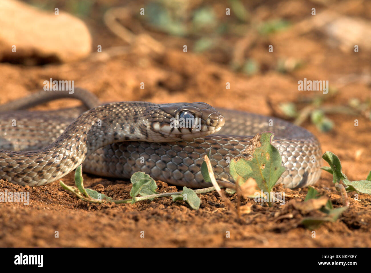 photo of a juvenile Balkan Whip Snake Stock Photo