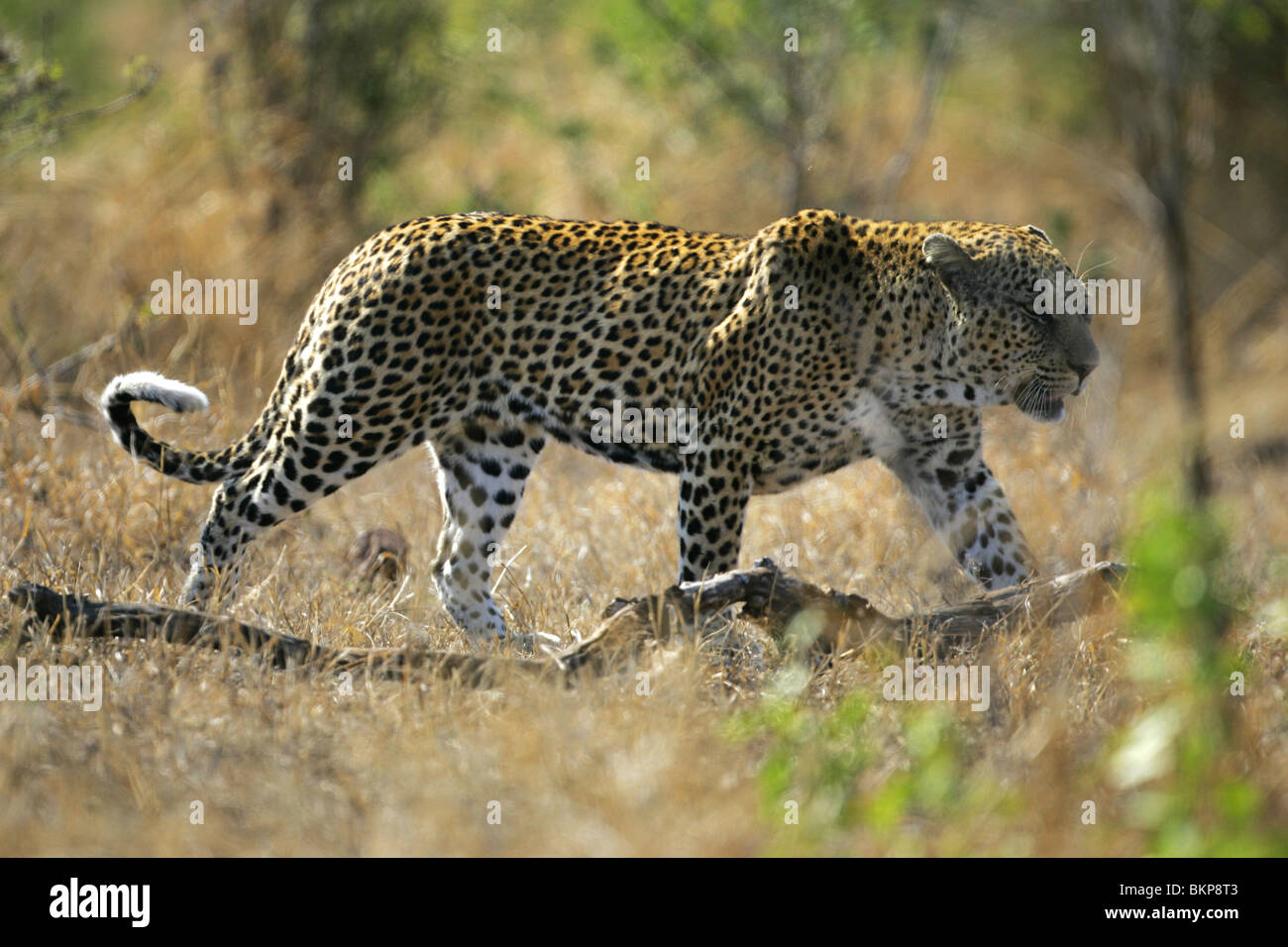 south-african-leopard