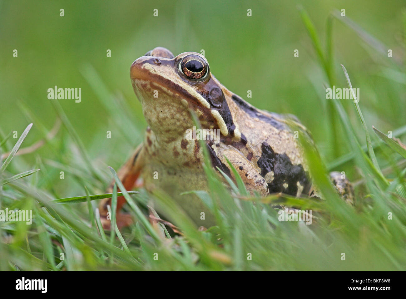 photo of a female moorfrog in green grass on her way to the breeding pond Stock Photo