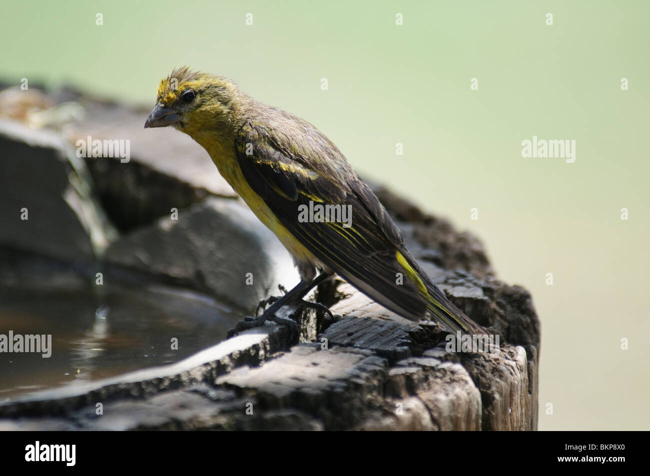 Brimstone Canary Serinus sulphuratus Stock Photo Alamy