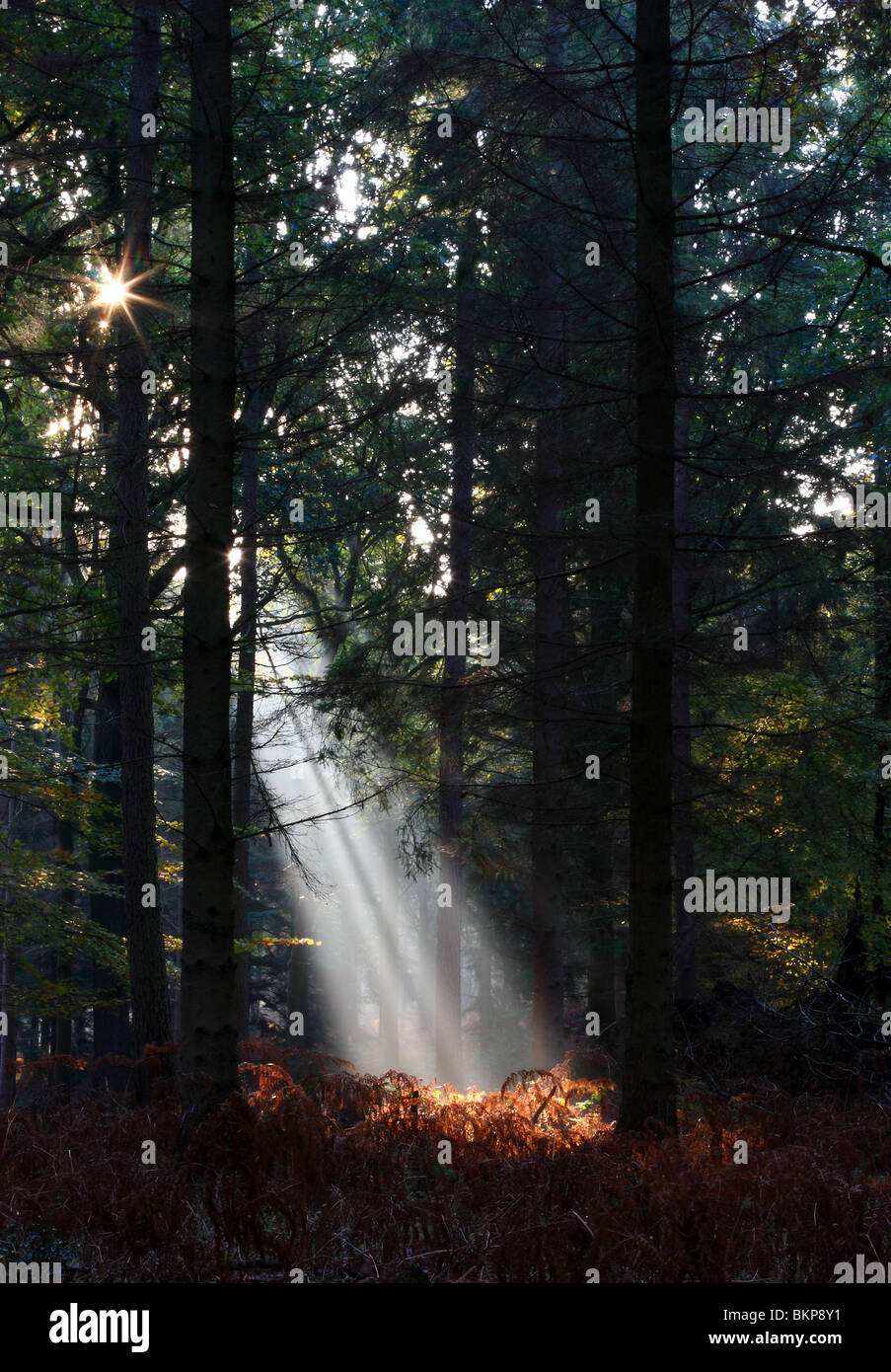 Shaft of sunlight filtering through trees Stock Photo Alamy