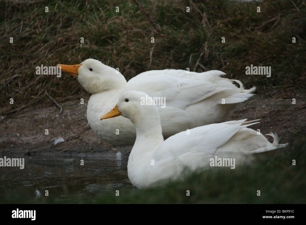 Two ducks near pond Stock Photo Alamy Two ducks near pond Stock Photo Alamy