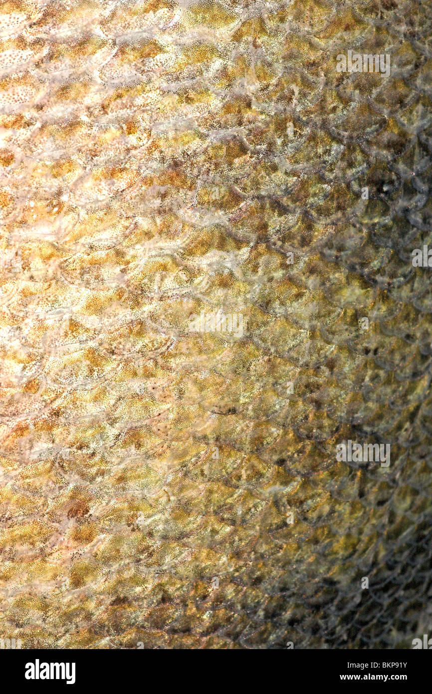 Detailopname van de schubben van een baars; Macro photo of the scales of a perch Stock Photo