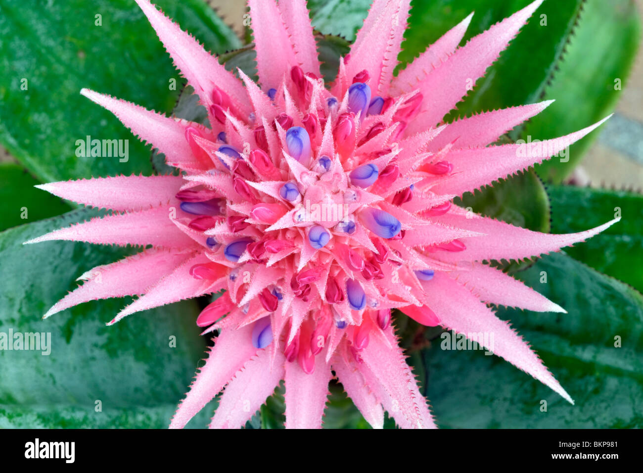 Close-up of a Bromeliad flower. Stock Photo