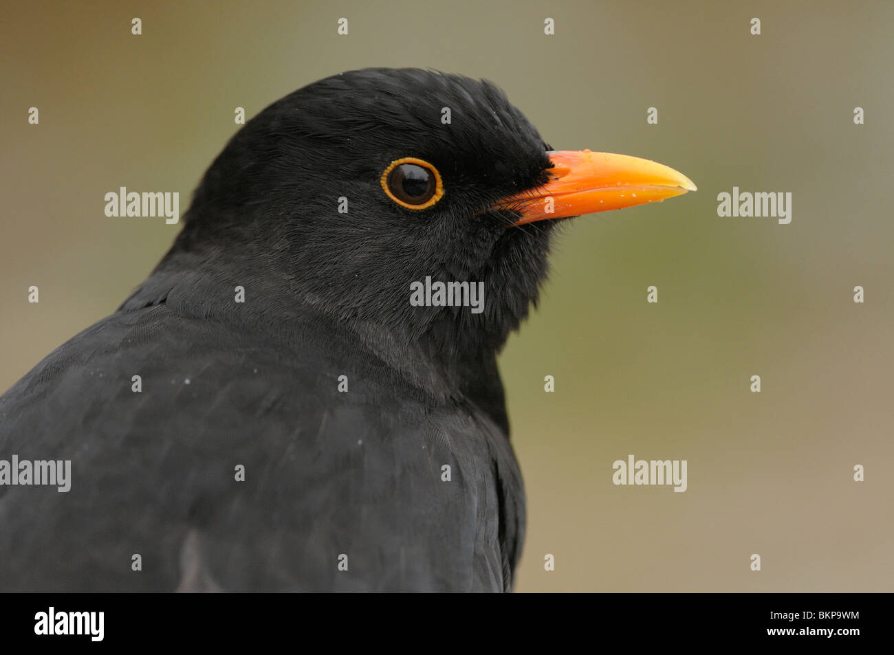 Headshot of a male Blackbird Stock Photo