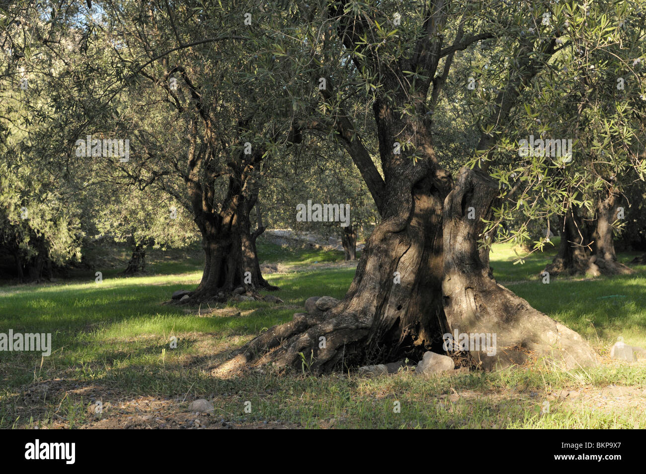 honderden jaaren oude olijfboom; hundreds year old olive tree Stock