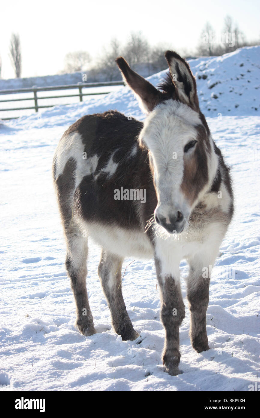 Donkey in Snow Stock Photo Alamy