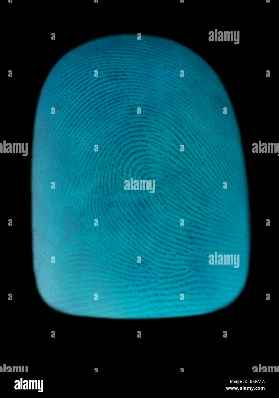 Simulated computer enhancement of a man's thumbprint. Stock Photo