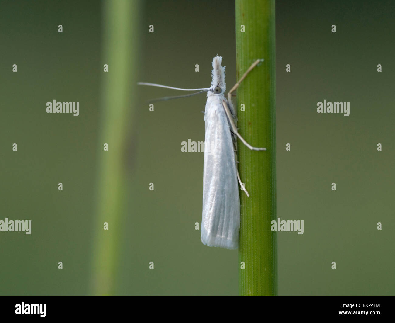 Een grasmot op een grasspriet,A Immaculate Grass-veneer Moth on a grass stem. Stock Photo