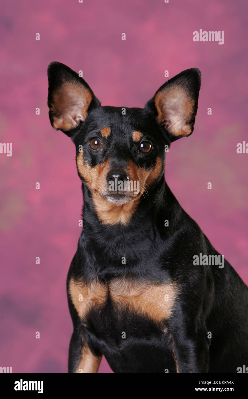Miniature Pinscher Portrait Stock Photo - Alamy