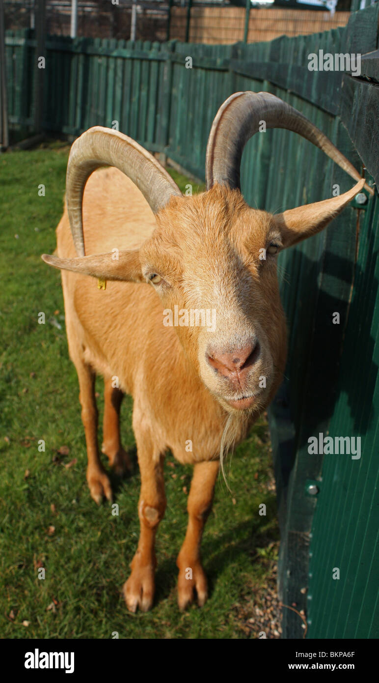 Goat in pen Stock Photo