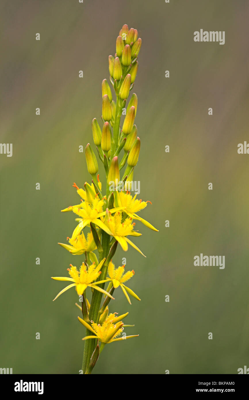 Bloeiende beenbreek tegen een zachte groene achtergrond; flowering Bog asphodel against a soft green background Stock Photo