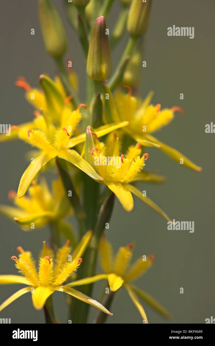 Close-up van de bloemen van beenbreek; Close-up of the flowers of Bog asphodel Stock Photo