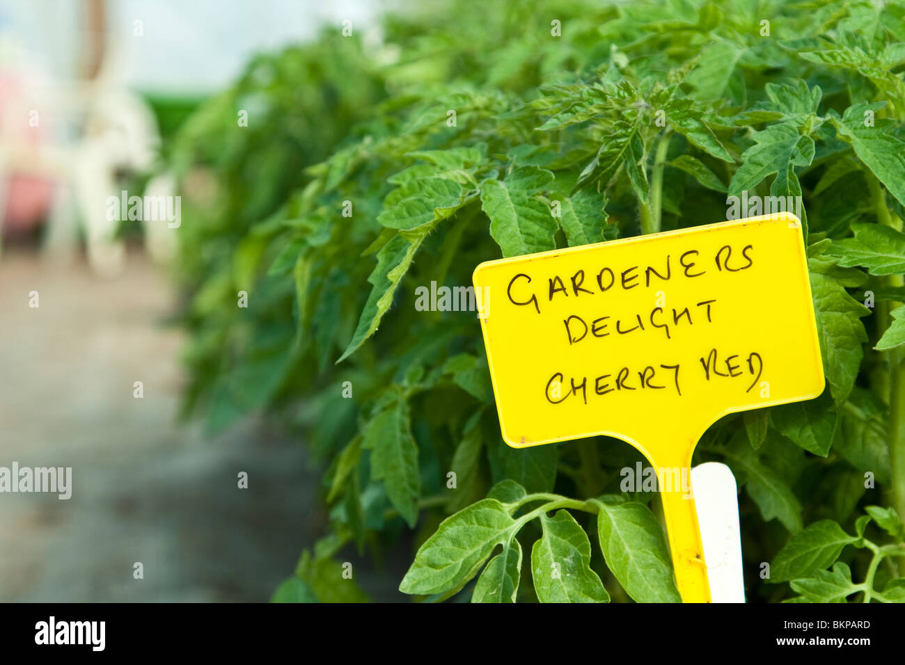 Gardeners Delight Tomato Plants Stock Photo Alamy