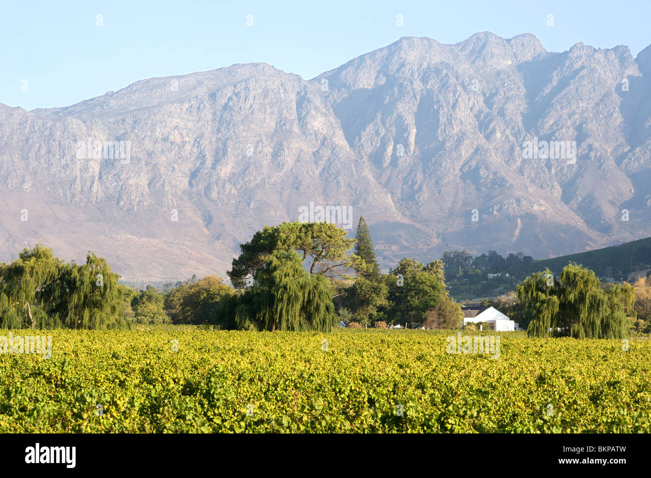 Vineyards in the Franschhoek valley, Western Cape Province, South ...