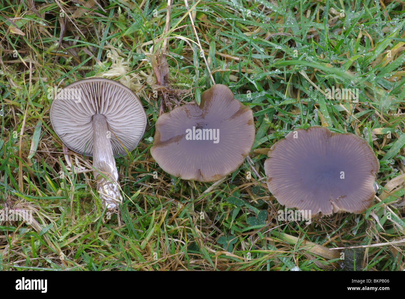 Bruine satijnzwam komt voor in bemeste graslanden; de hoeden zijn bij vochtig weer donker sepiabruin tot roodachtig bruin gekleurd Stock Photo