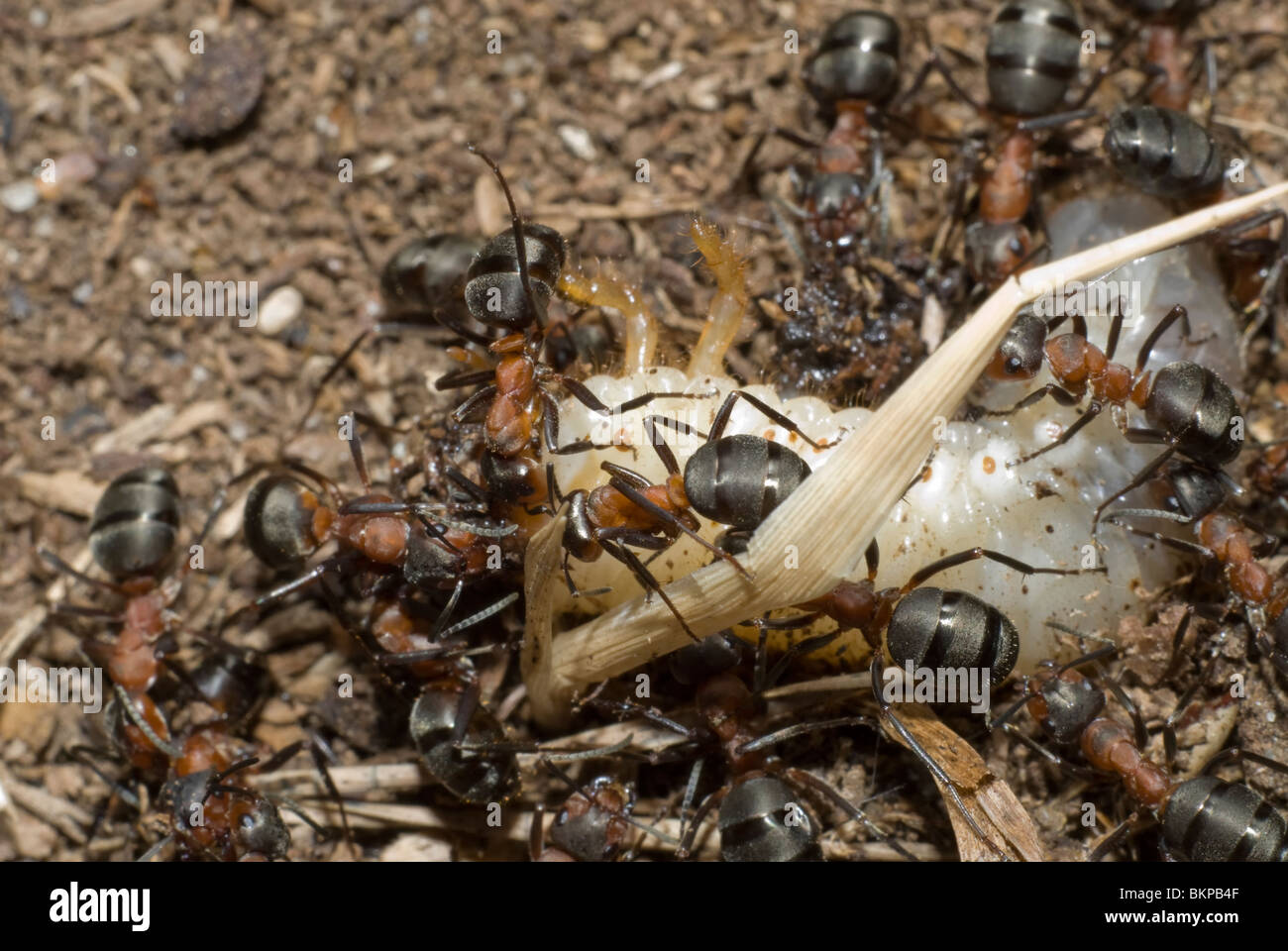 Ants killing the grub Stock Photo Alamy