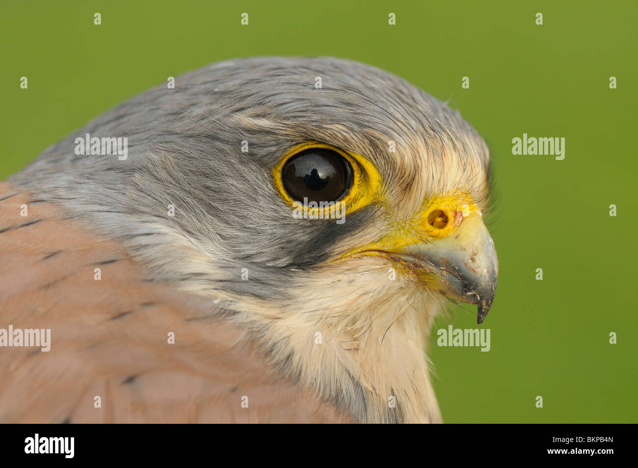 Kopportret adulte man Torenvalk, ringvangst; Headshot of an adult male Kestrel, caught for banding Stock Photo
