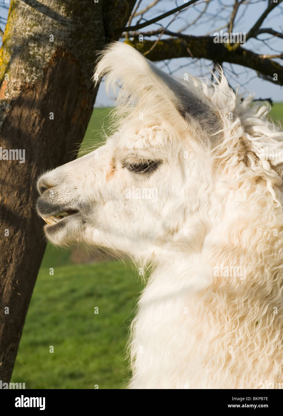 Closeup of a Llamas Head and Face with Ears Pricked Up in a Field in Laval Aveyron France Stock Photo