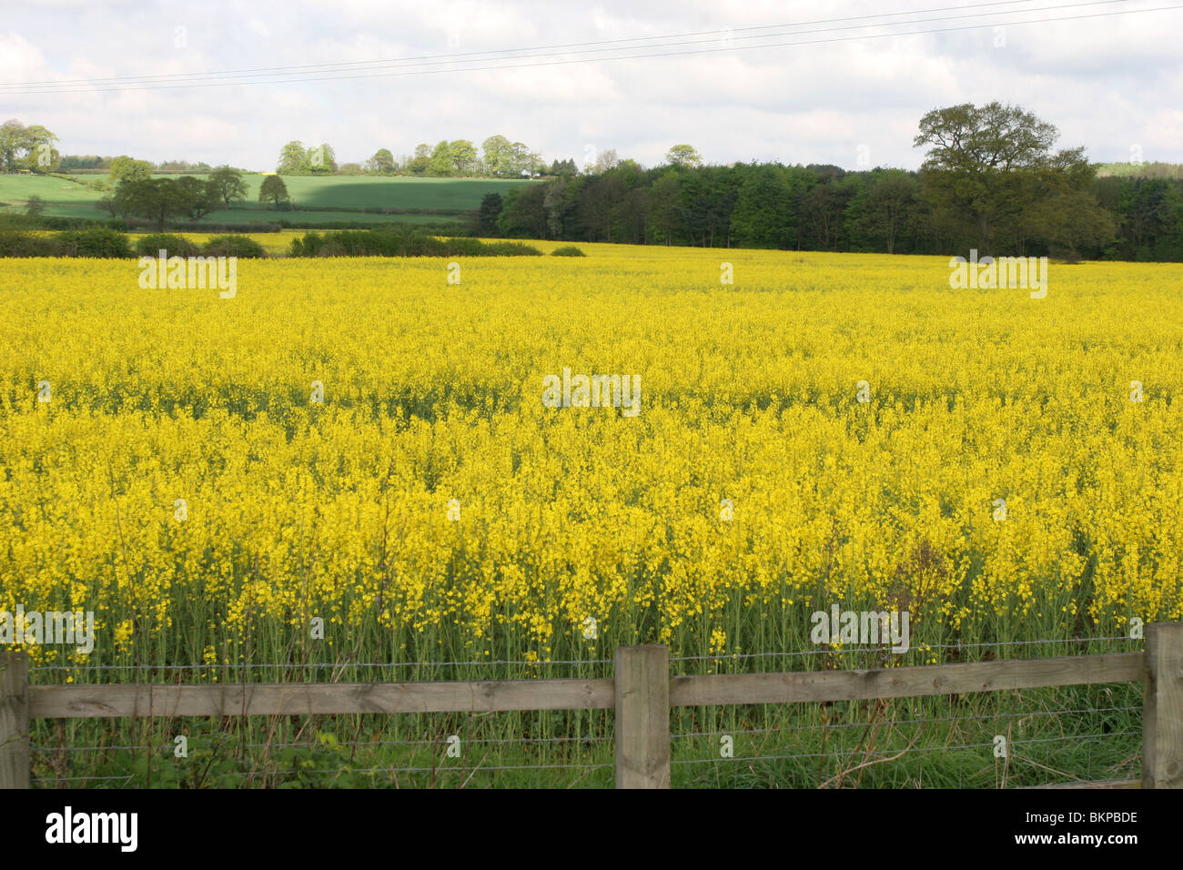 vivid oil seed rape field Stock Photo - Alamy